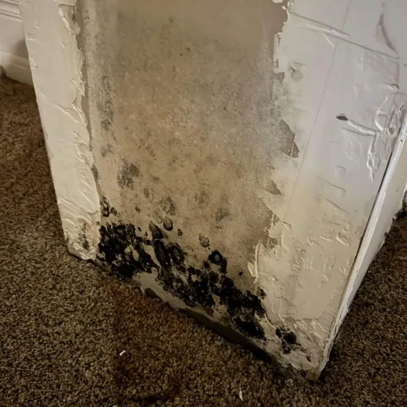 Professional Mold Removal in Stokesdale, NC